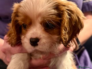 Cavalier King Charles Spaniel dogs BEAUTIFUL MALE PUPPIES - Advert 9