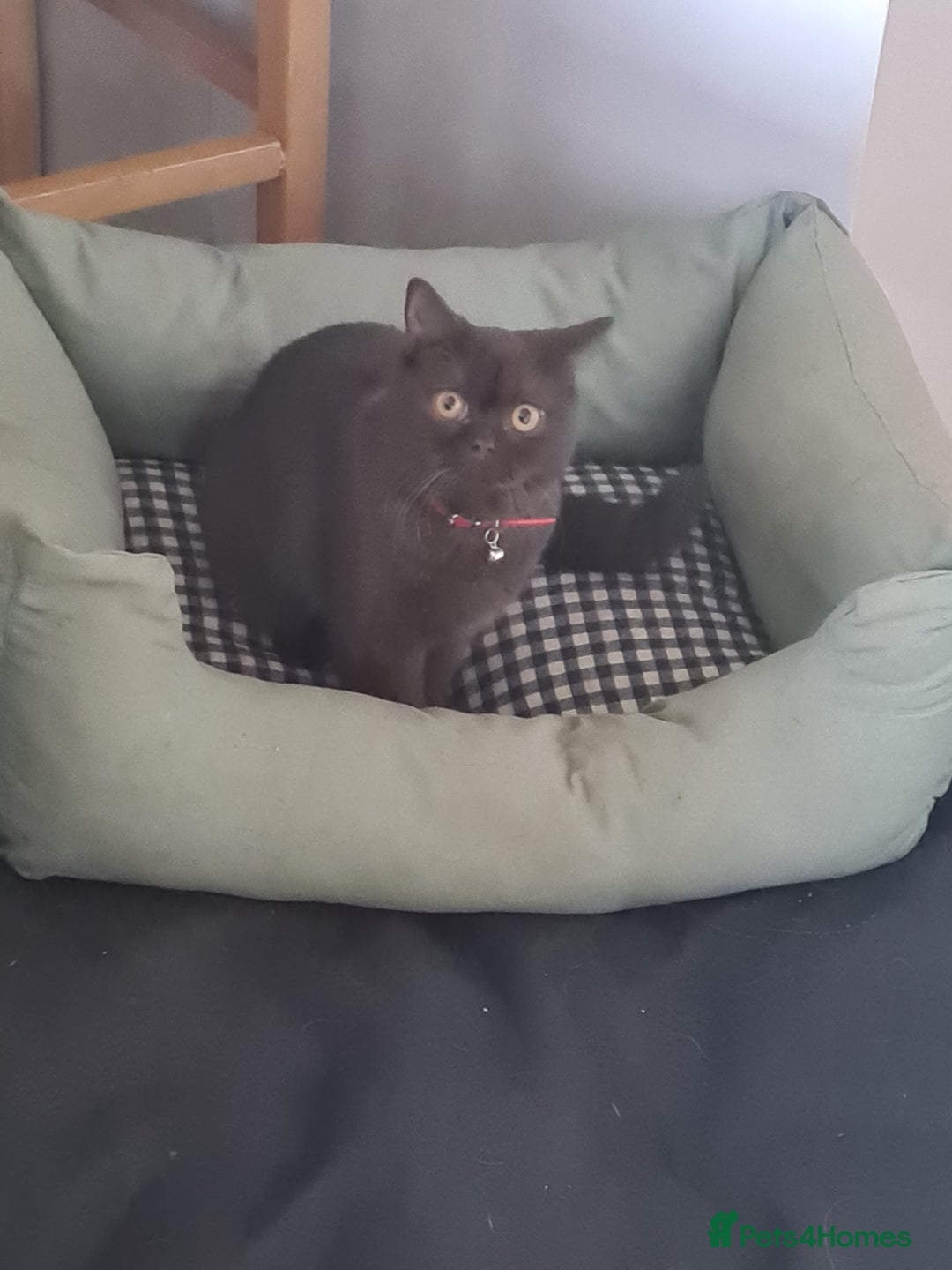 British Shorthair cats for sale: British Short-hair - Image 3