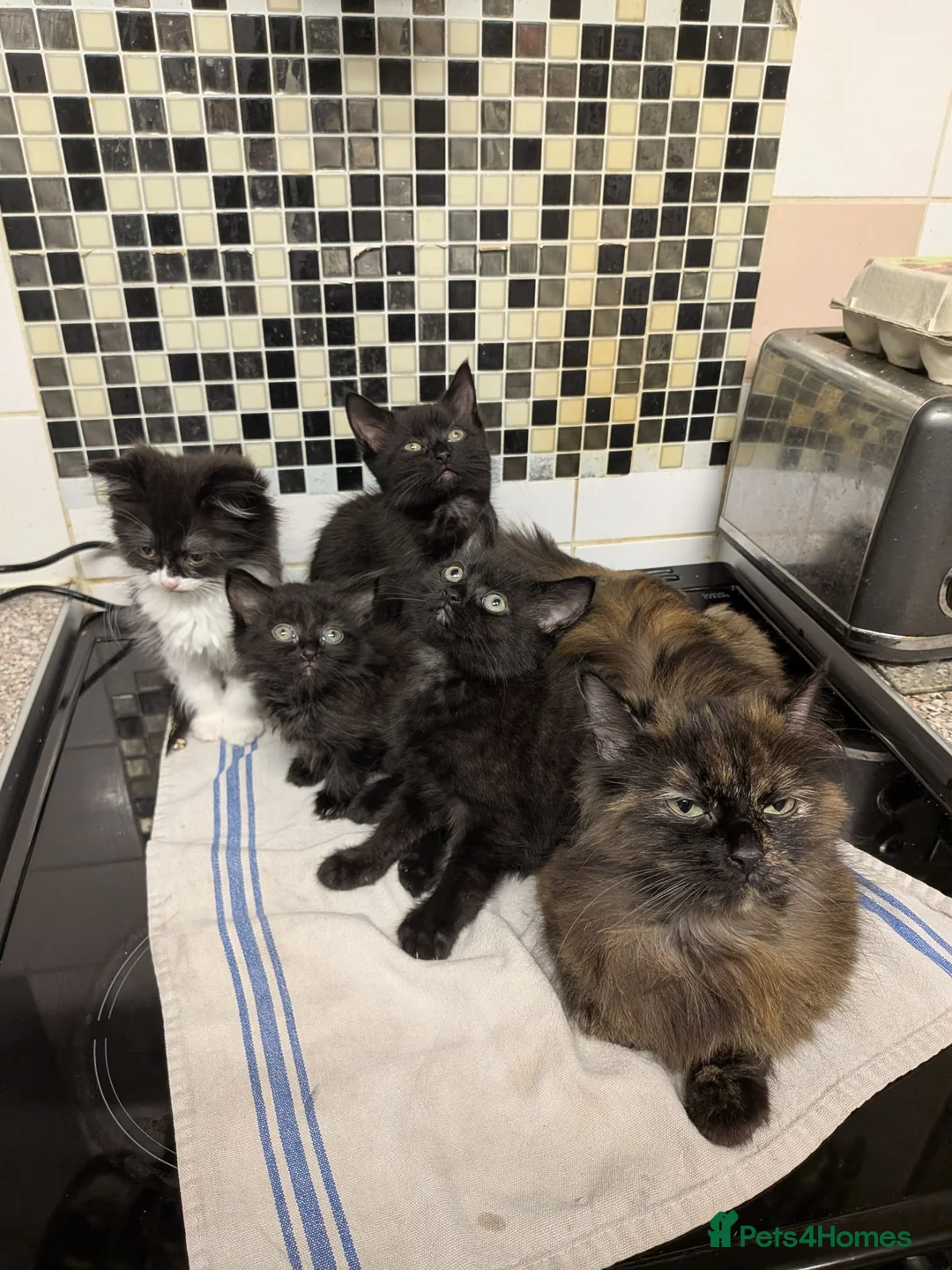 British Longhair cats for sale: Kittens - Advert 5