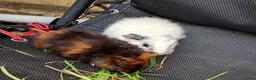 Guinea Pig rodents for sale: Beautiful baby girl piggies  - Advert 4