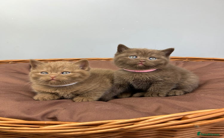 British Shorthair cats - Advert 3
