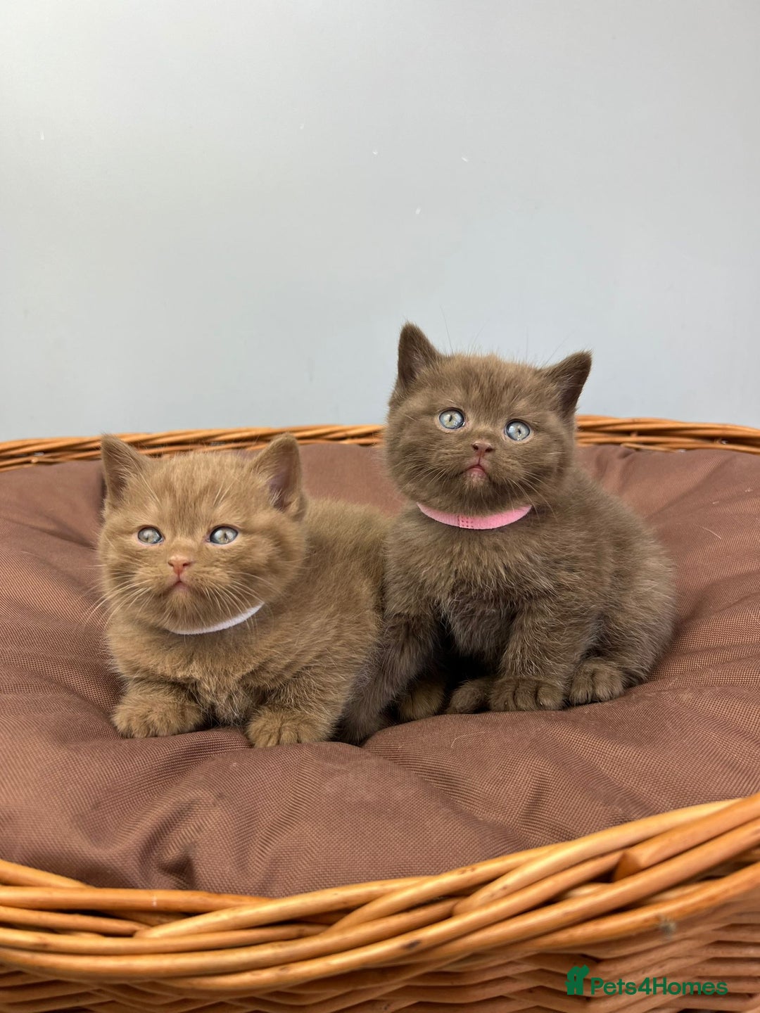 British Shorthair cats for sale: 5 Star - BSH Litter (Two Cinnamon, Fawn & Lilac) - Image 1