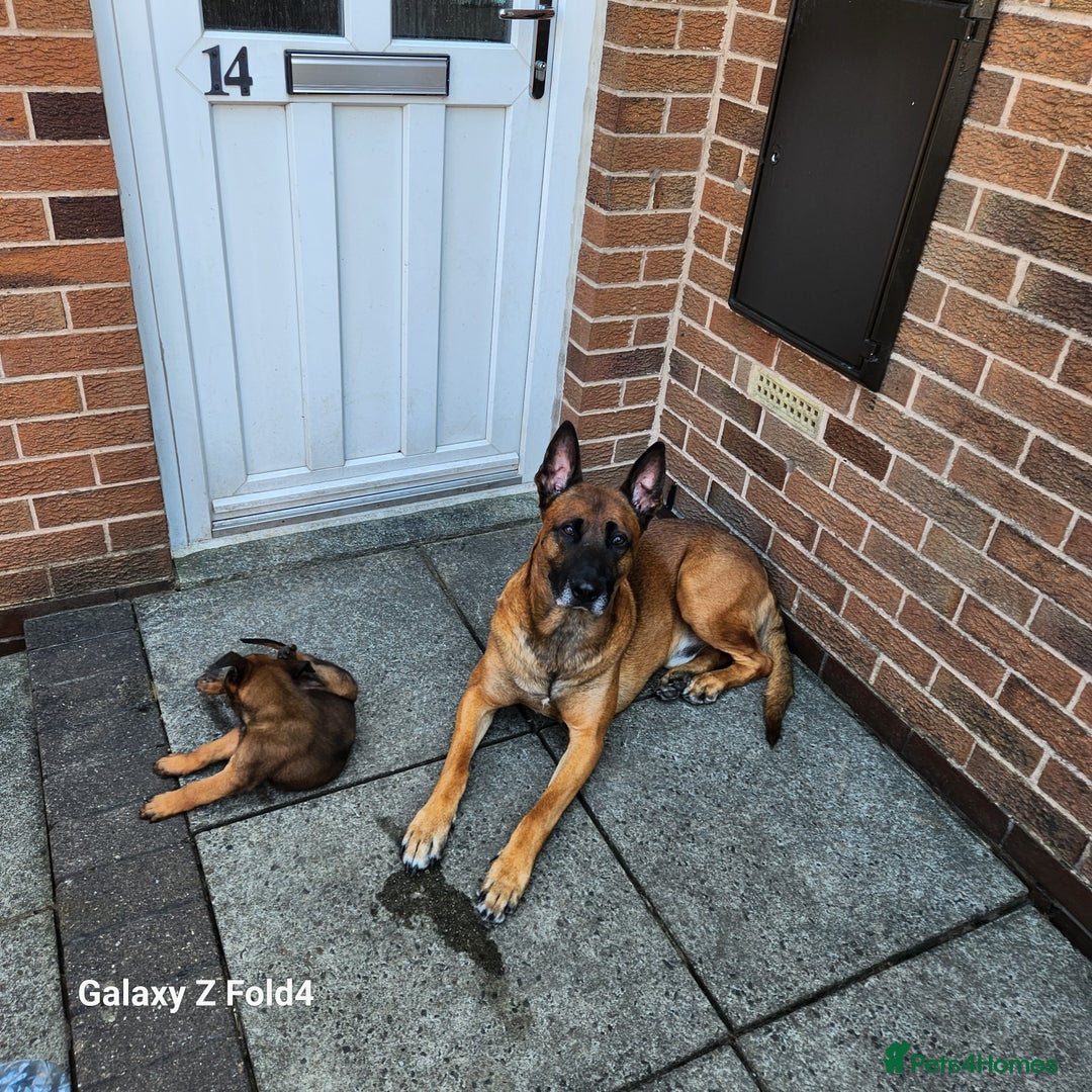 Belgian Shepherd Dog dogs for sale: Malinois x dutch herder  - Image 2
