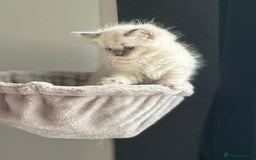 Ragdoll cats for sale: Ragdoll kittens for sale - Image 7