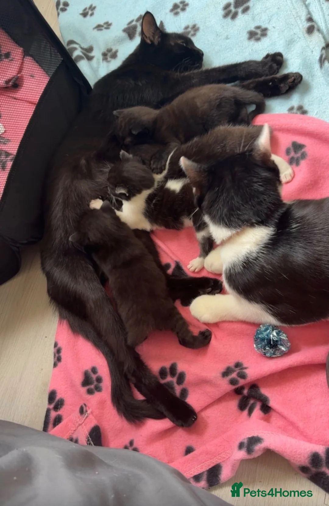Mixed Breed cats for sale: Scottish fold/domestic short hair  in Basildon - Advert 2