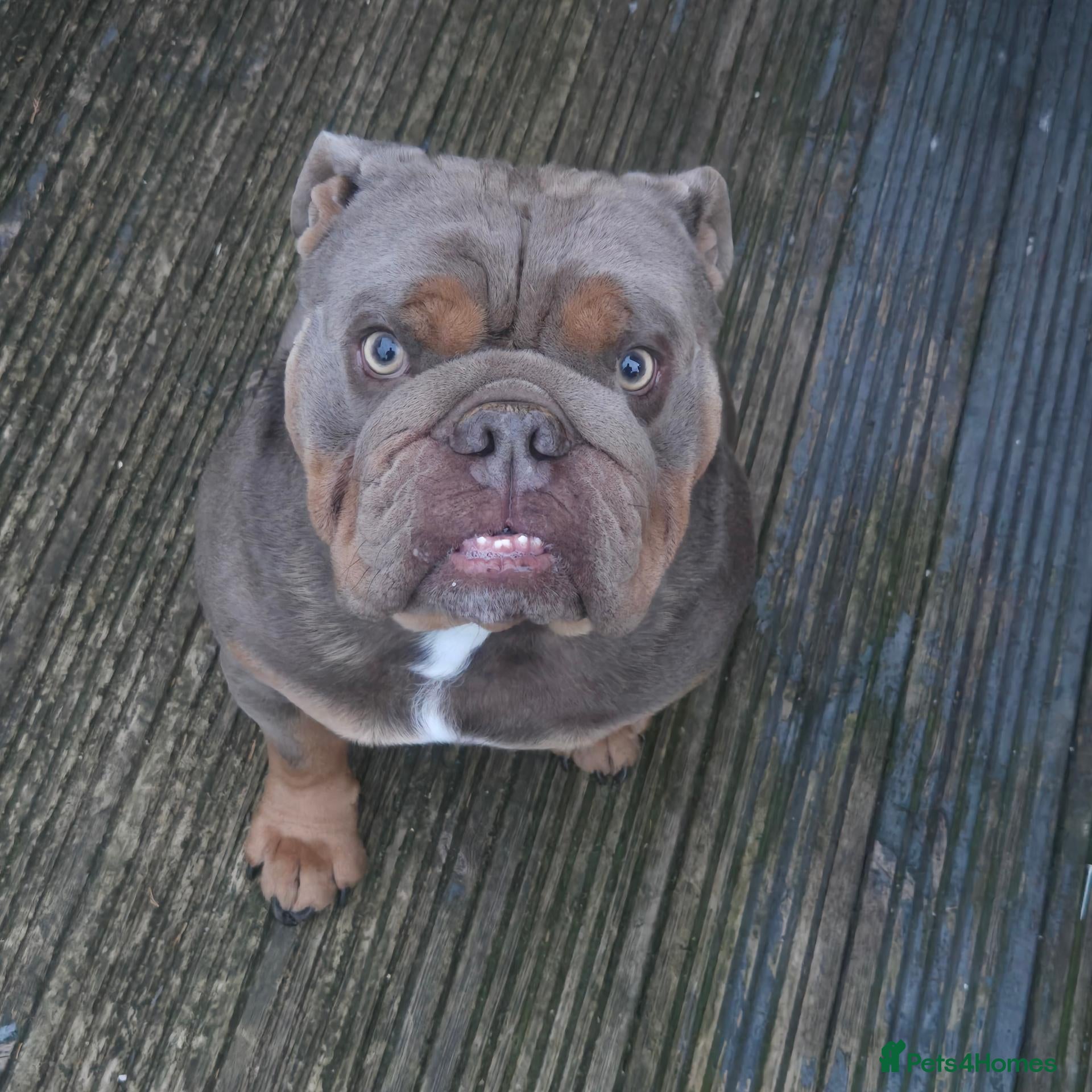 English Bulldog dogs English bull dog full pedigree kc register stud  - Advert 1