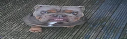 English Bulldog dogs for stud: English bull dog full pedigree kc register stud  in Nottingham - Advert 1