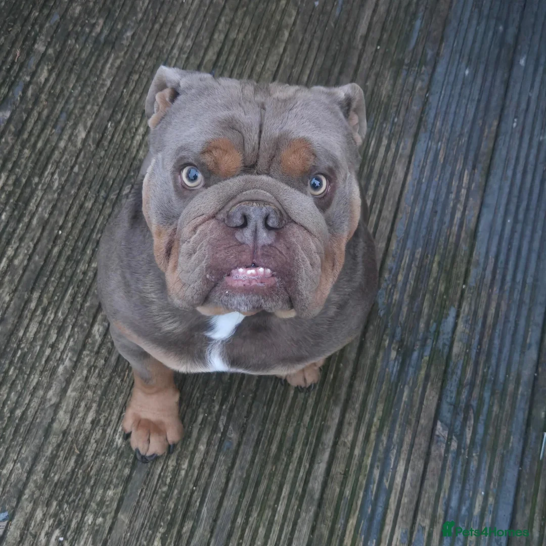 English Bulldog dogs for stud: English bull dog full pedigree kc register stud  in Nottingham - Advert 1