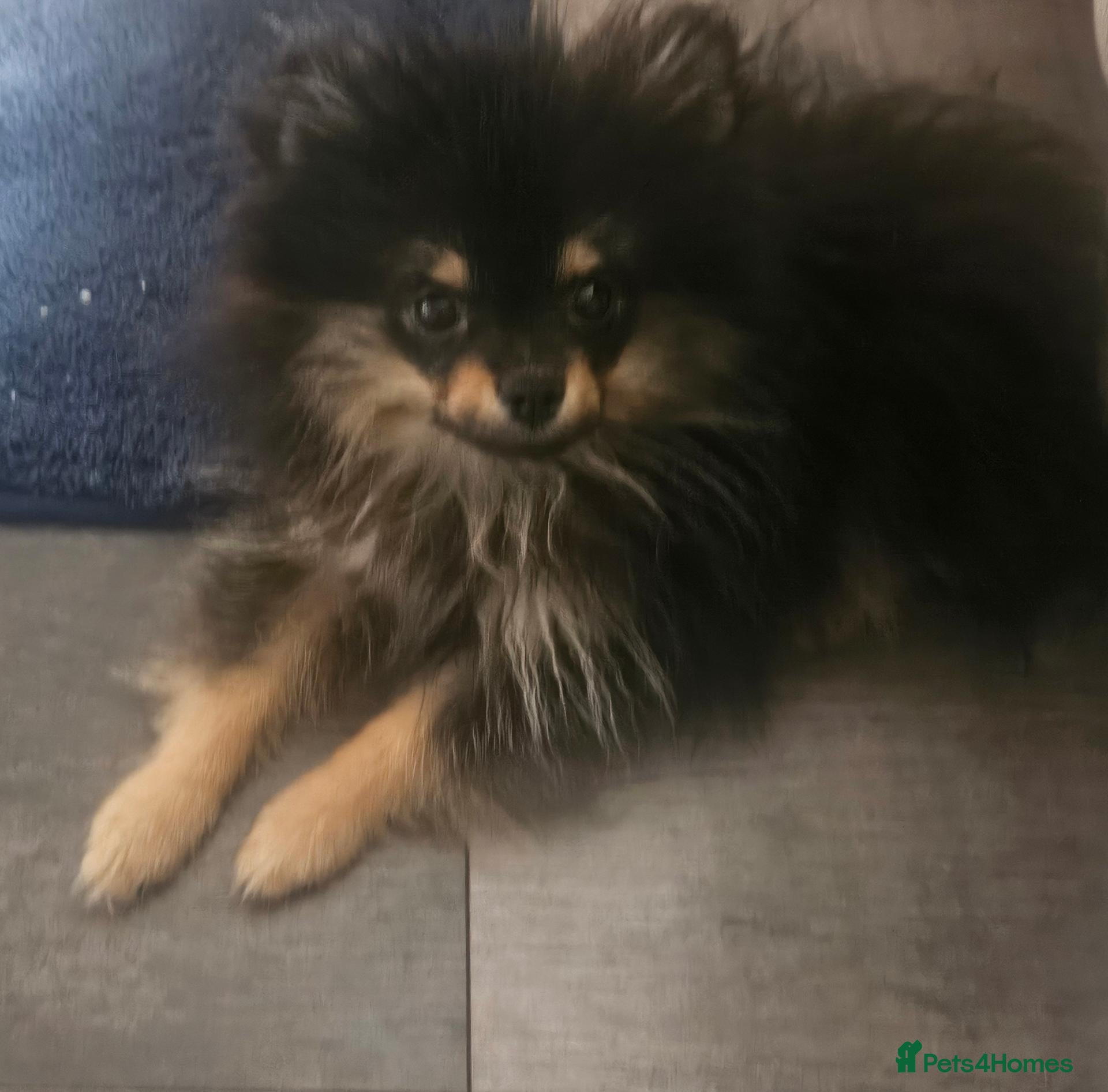 Pomeranian dogs Male pomeranian  - Advert 14
