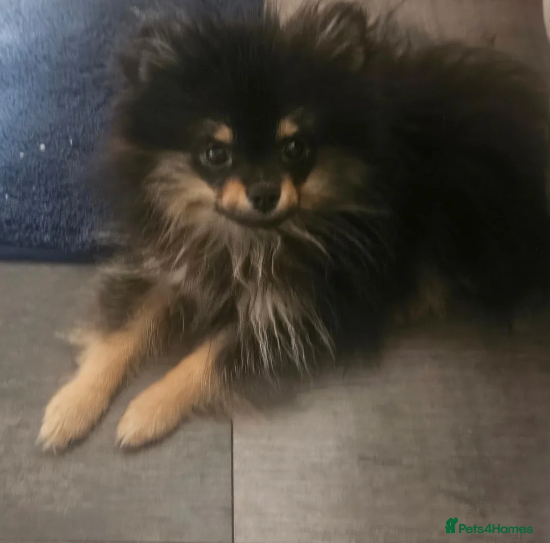 Pomeranian dogs for sale: Male pomeranian  - Advert 1
