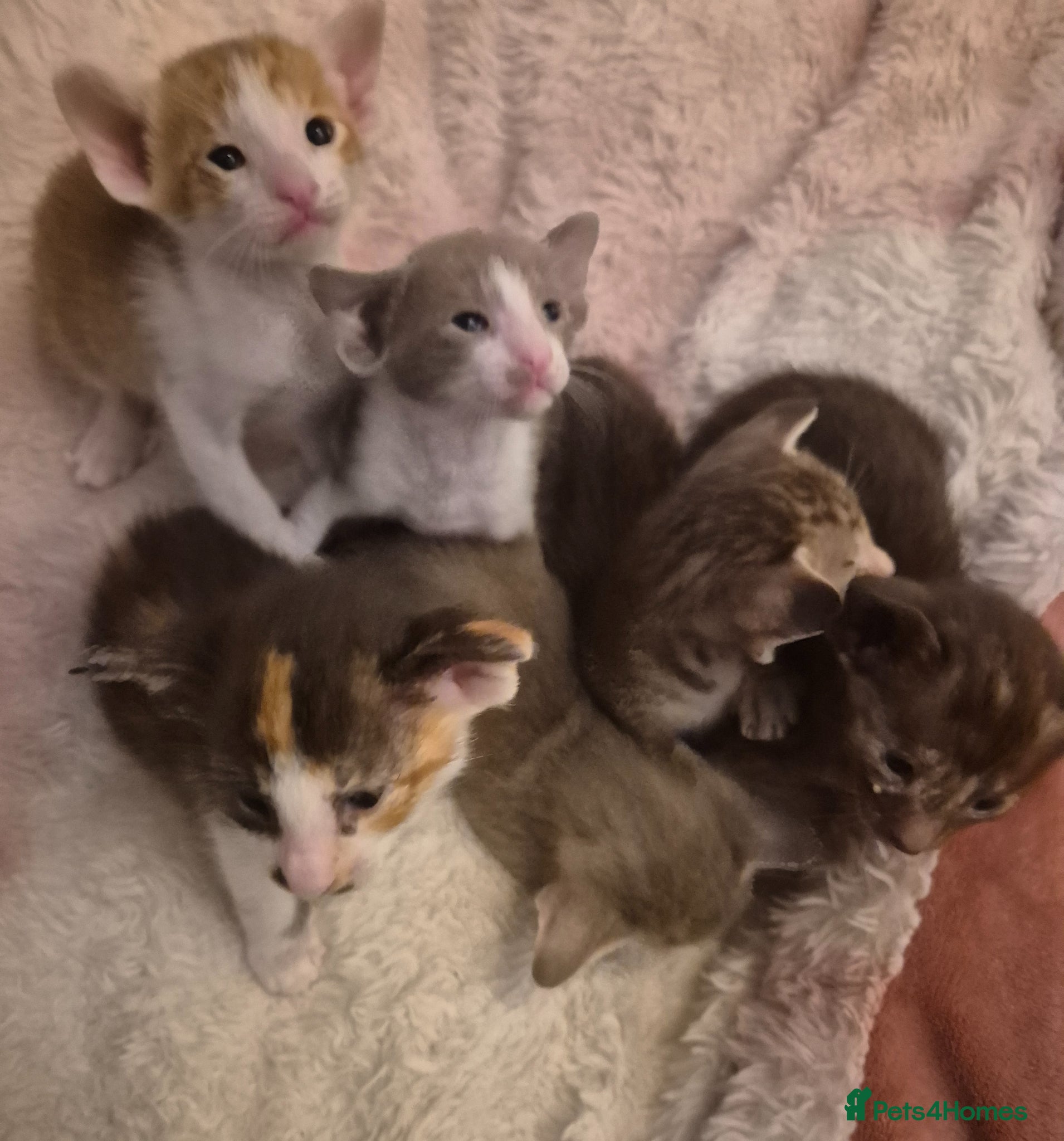 Oriental cats Pedigree Oriental kittens  - Advert 3