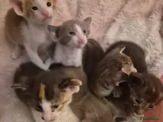 Oriental cats Pedigree Oriental kittens - Advert 3