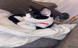 Mixed Breed cats for sale: Rehoming Our Girl - Image 9