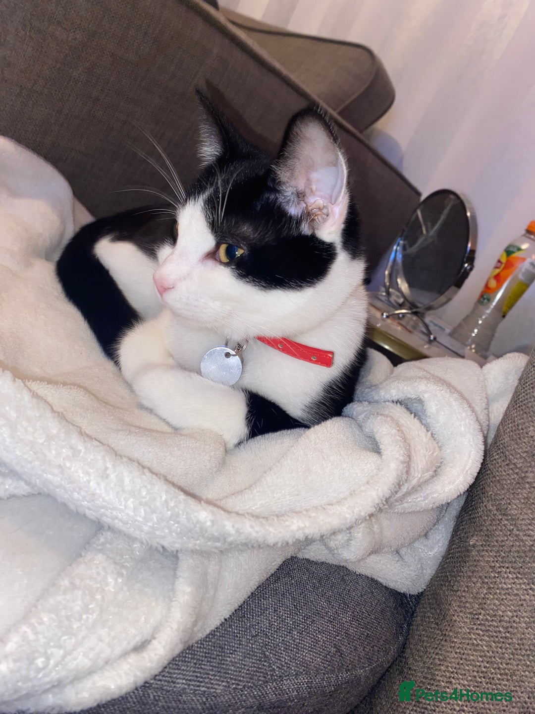 Mixed Breed cats for sale: Rehoming Our Girl - Image 9