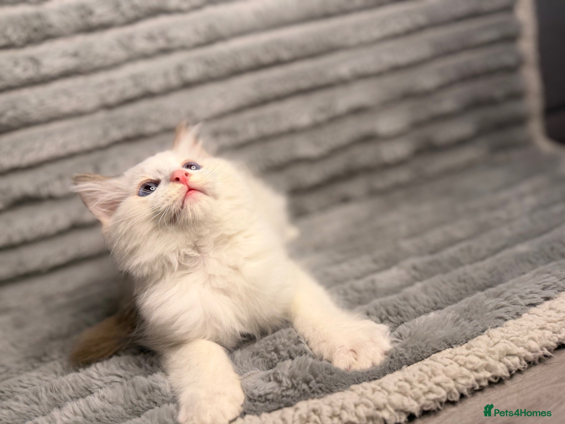 Ragdoll cats 💫 PEDIGREE BICOLOUR MITTED RAGDOLL  🩵 - Advert 1