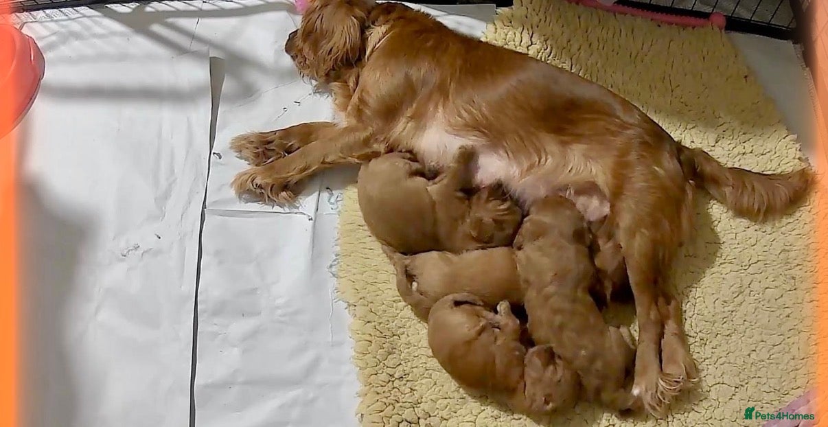 Cavapoo dogs Health Tested Red Male Cavapoo Puppies - Advert 2