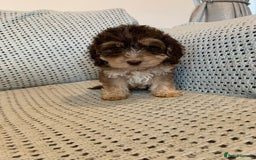 Cockapoo dogs for sale: Show type cockapoo - Image 9