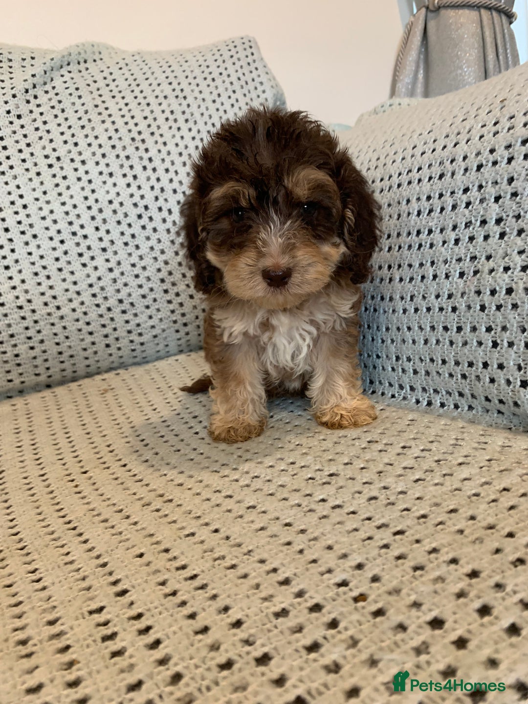 Cockapoo dogs for sale: Show type cockapoo - Image 9