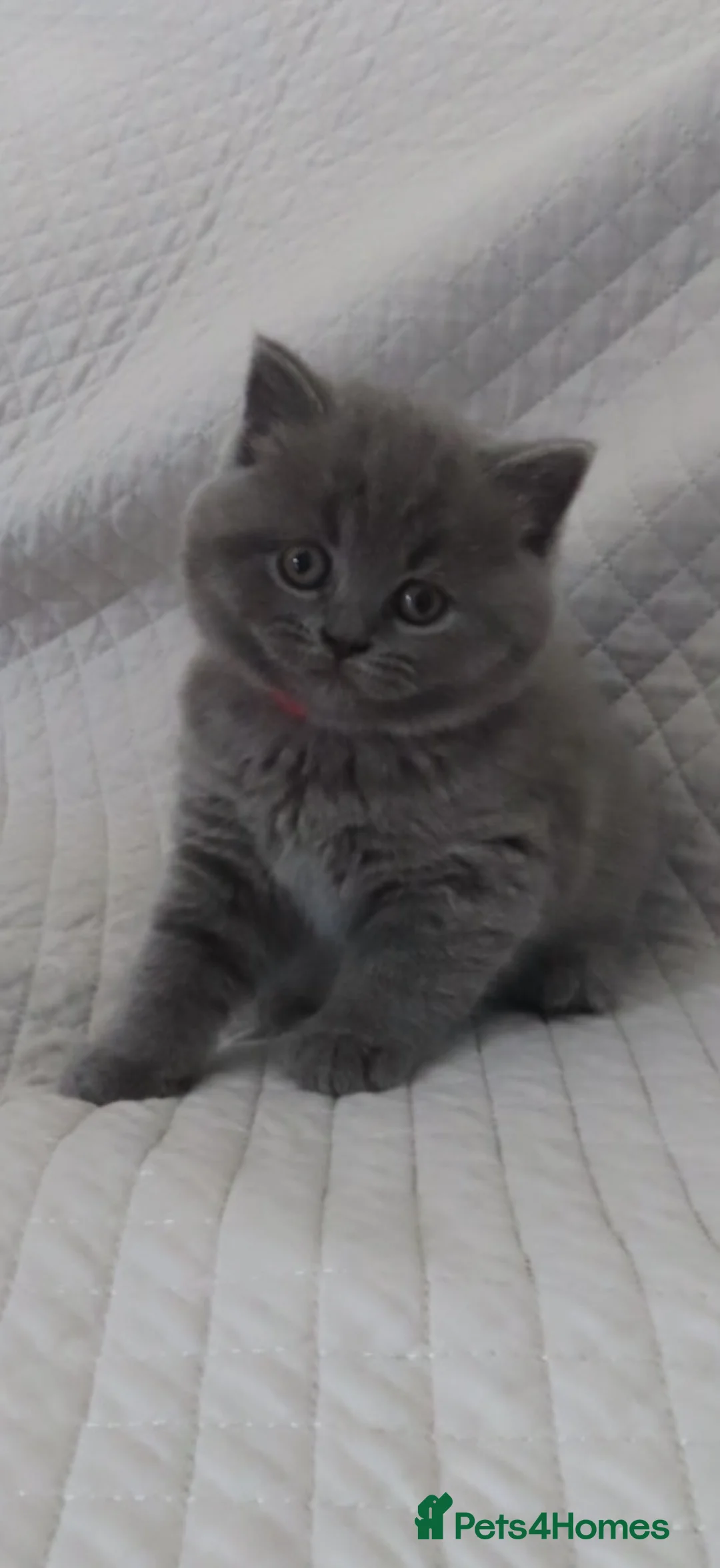 British Shorthair cats for sale: 5 beautiful British shorthair Kittens for sale  - Advert 1