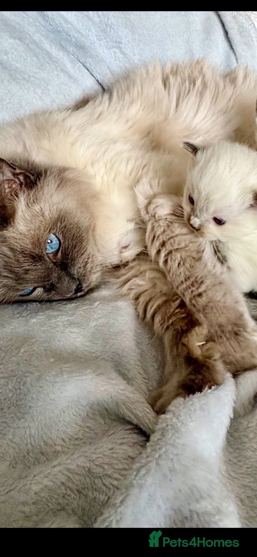 Ragdoll cats 🐾 Exceptional Gccf Kittens 🐾 - Advert 17