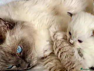 Ragdoll cats 🐾 Exceptional Gccf Kittens 🐾 - Advert 1