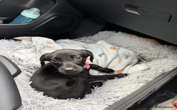 Labrador Retriever dogs for sale: Female Labrador Puppy  - Image 1