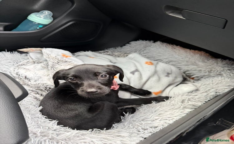 Labrador Retriever dogs - Advert 5