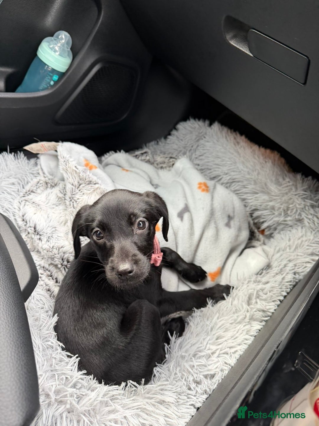 Labrador Retriever dogs for sale: Female Labrador Puppy  - Image 1