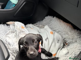 Labrador Retriever dogs for sale - Advert 1