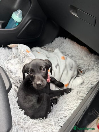 Labrador Retriever dogs - Advert 5