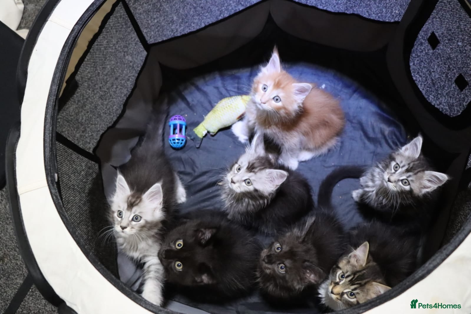 Maine Coon cats Gorgeous maine coon kittens (2 poly) - Advert 12