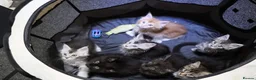 Maine Coon cats for sale: beautiful Maine coon kittens (2 poly) - Advert 2