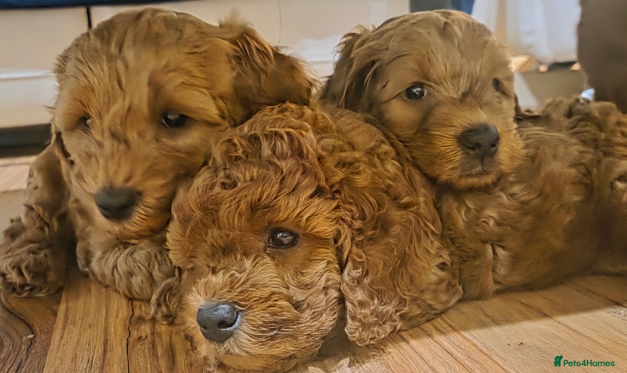Cockapoo dogs Cockapoo f1b 5 boys [2 available] - Advert 18