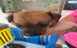 Mixed Breed dogs for sale: REDUCED only 2 left Tiny chiweenie puppy’s  - Image 30