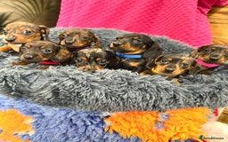 Miniature Dachshund dogs for sale: Beautiful bunch of girls /boy 🩷✨ Kc mini pups   - Image 7