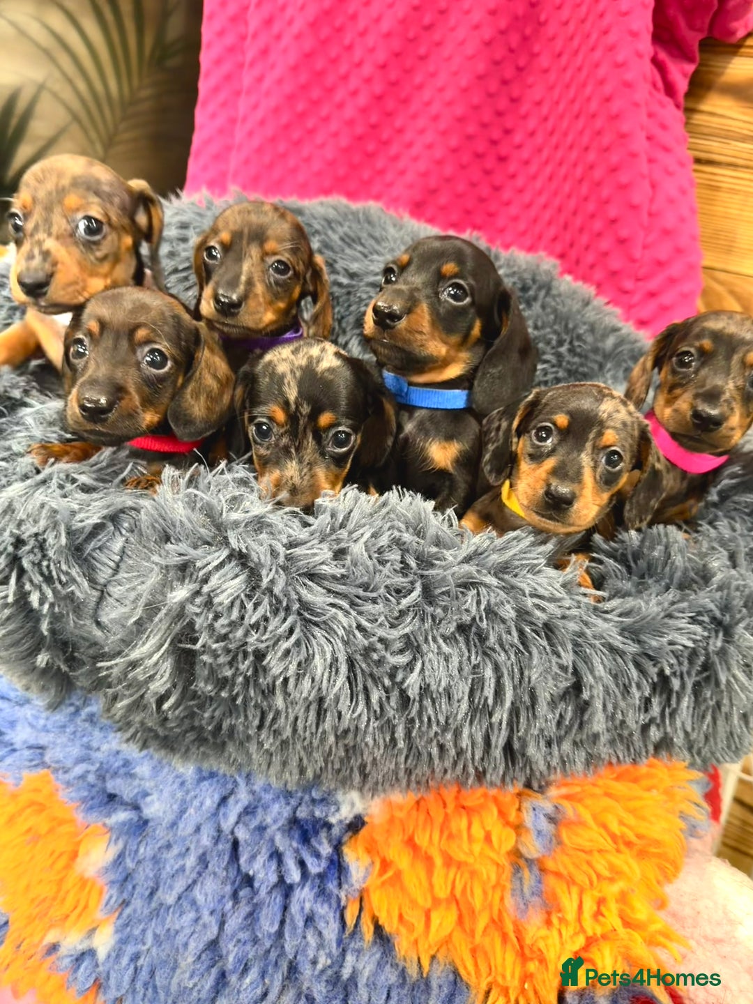 Miniature Dachshund dogs for sale: Beautiful bunch of girls /boy 🩷✨ Kc mini pups   - Image 7