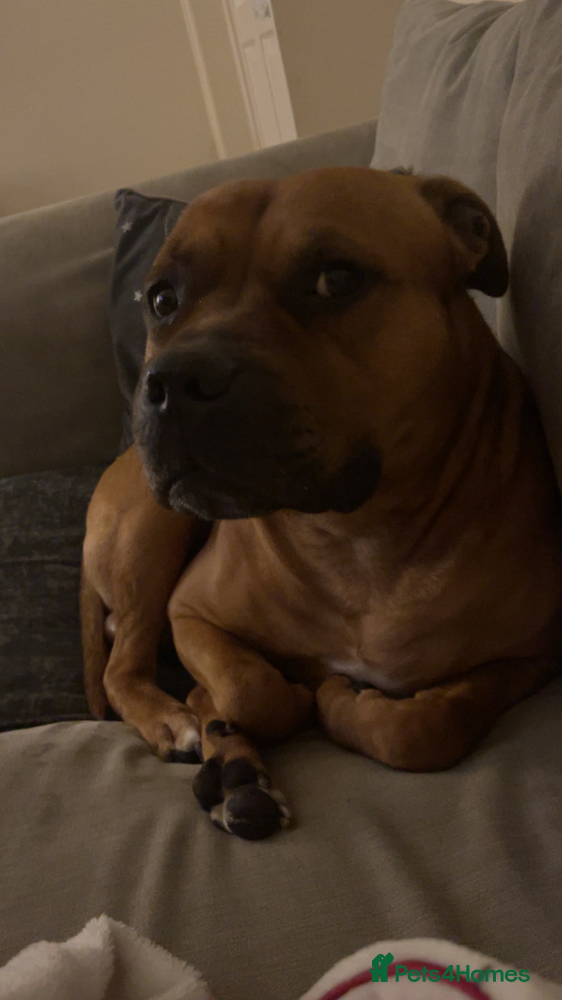 Mixed Breed dogs Rocky (mastiff x staff)  - Advert 13