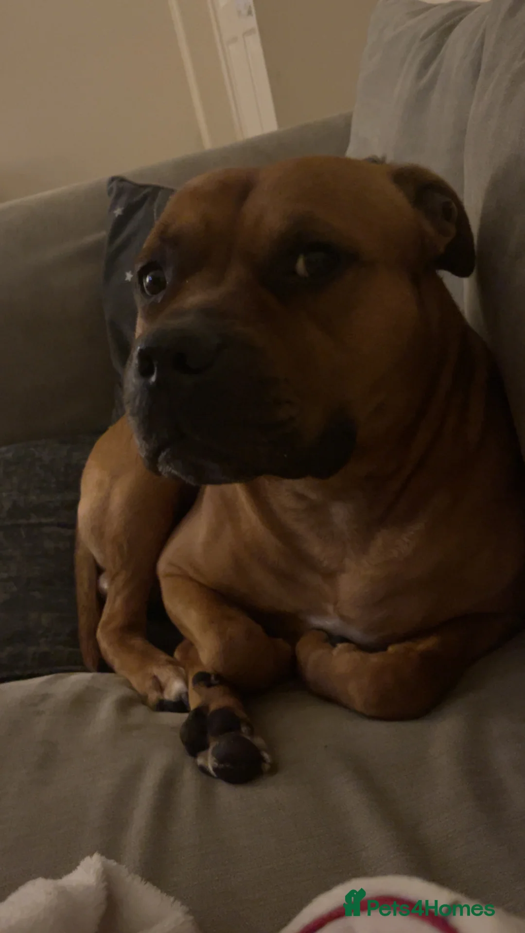 Mixed Breed dogs for sale: Rocky (mastiff x staff)  - Advert 1