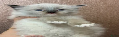 Ragdoll 6