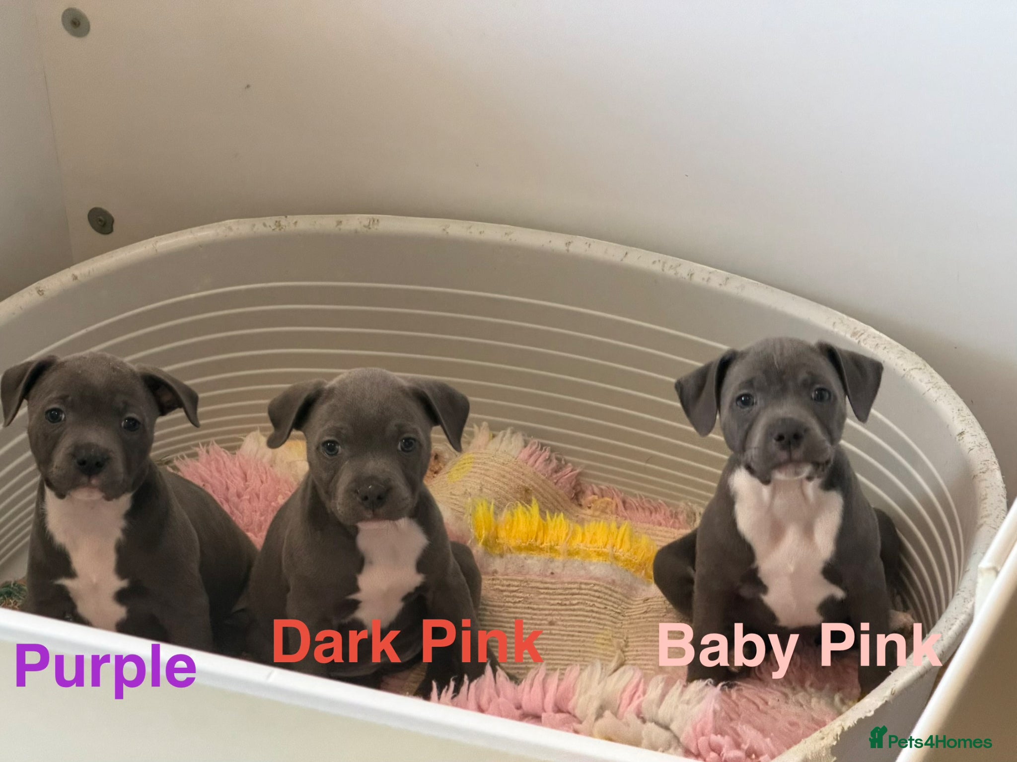 Staffordshire Bull Terrier dogs ✨CHAMPIONS NOW READY TO LEAVE!!!ONLY 3 GIRLS LEFT✨ - Advert 1