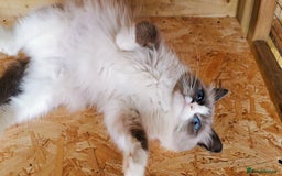 Siberian cats for sale: Stunning Neva Masquerade Siberian young adult vat - Image 5