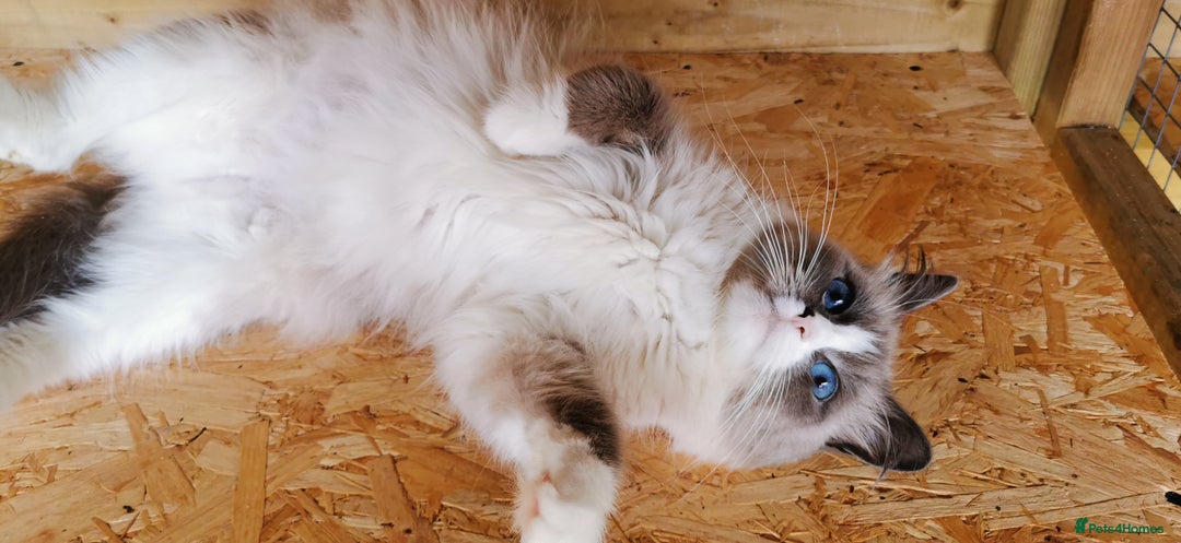 Siberian cats for sale: Stunning Neva Masquerade Siberian young adult vat - Image 5