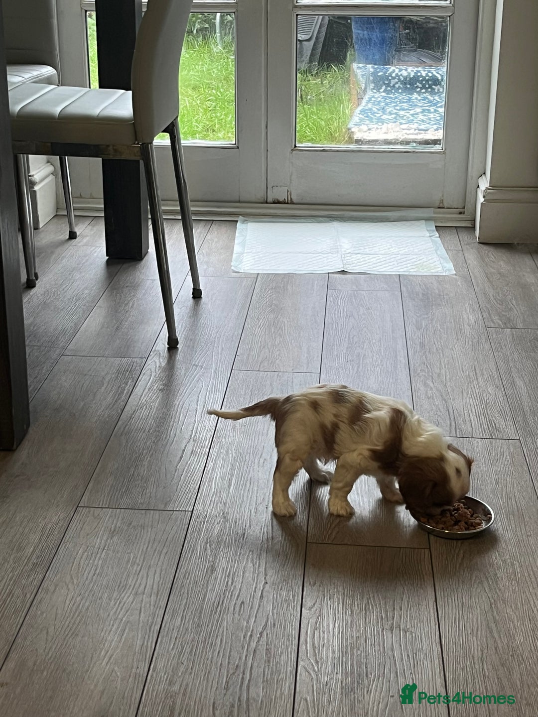 Cavalier King Charles Spaniel dogs for sale: Singleton Blenheim Cavalier Boy – Family Raised - Advert 16