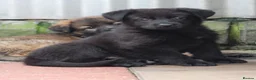 German Shepherd dogs for sale: KC REG OLD STYLE GERMAN SHEPHERD PUPPIES   - Advert 5