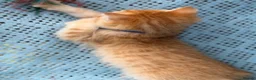 British Shorthair cats for sale: British Shorthair blue/odd eyed kittens  - Advert 24