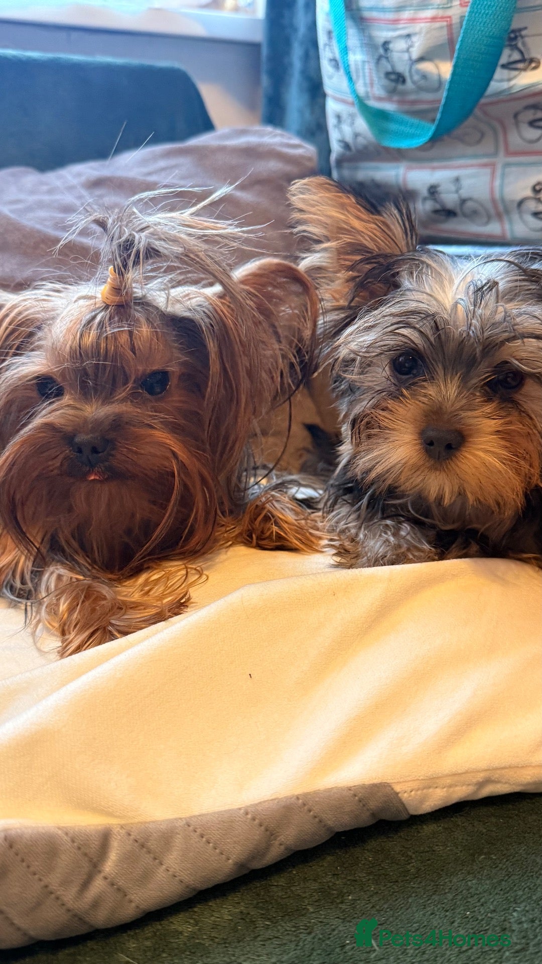 Yorkshire Terrier dogs For sale - Advert 1
