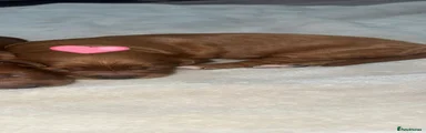 Cockapoo 4