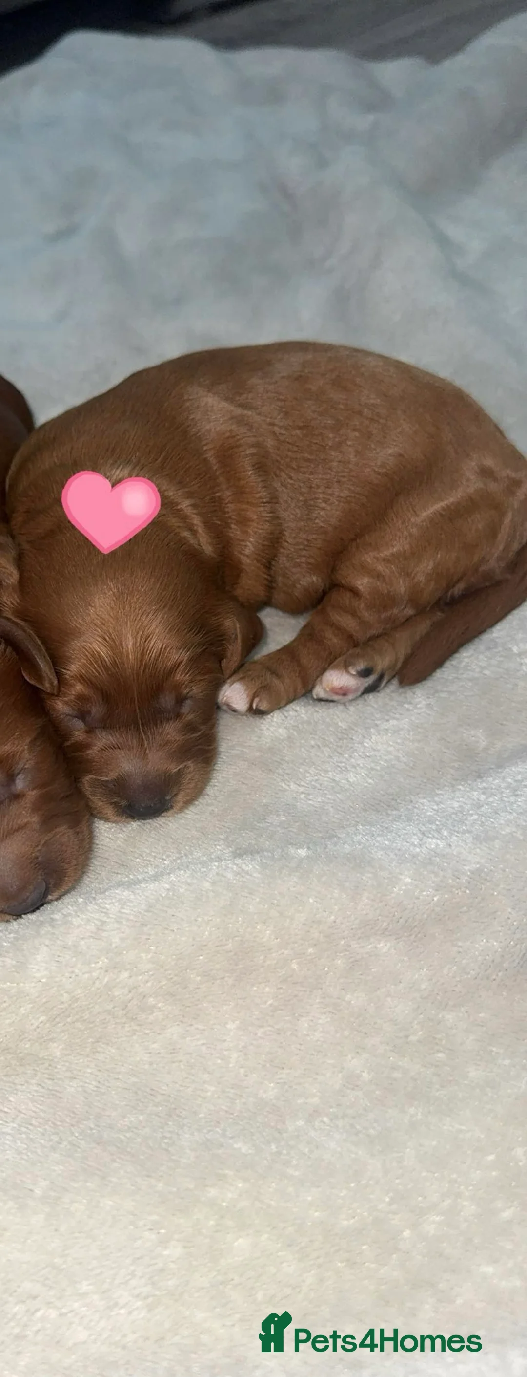 Cockapoo dogs for sale: F1B miniature cockapoos in Peterlee - Advert 2