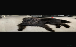 Mixed Breed dogs for sale: Weimaraner/deerhound  - Image 5