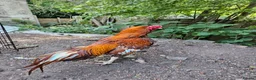 Chickens poultry for sale: Aseel- Different Prices in Walsall - Advert 6